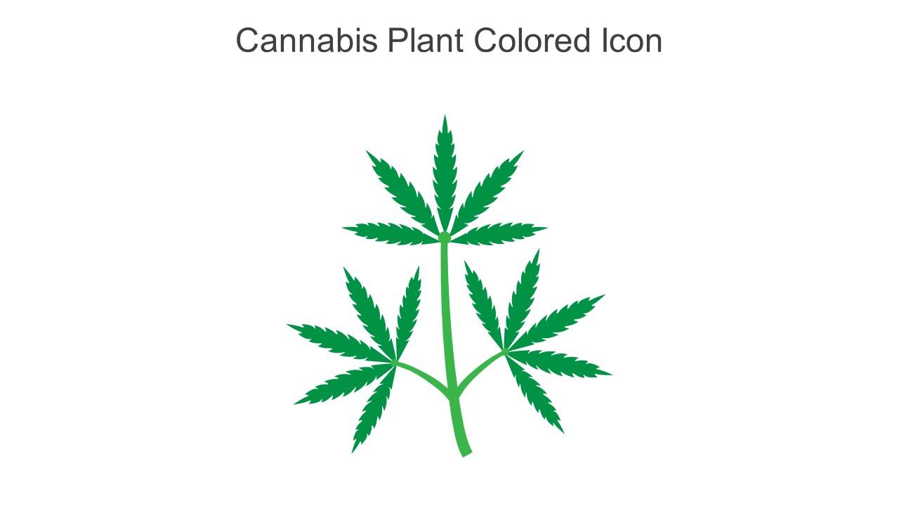 Cannabis Plant Colored Icon In Powerpoint Pptx Png And Editable Eps Format Slide01