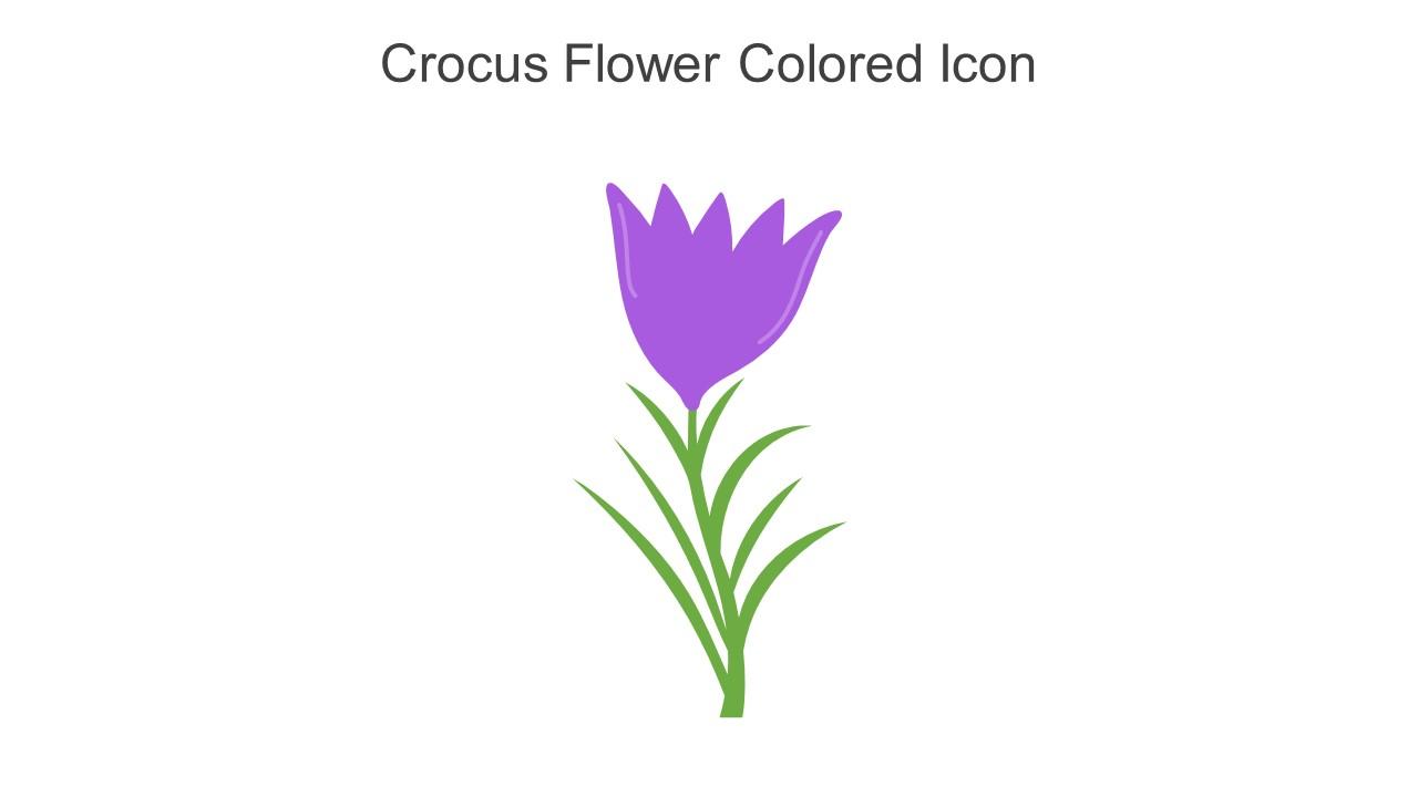 Crocus Flower Colored Icon In Powerpoint Pptx Png And Editable Eps Format