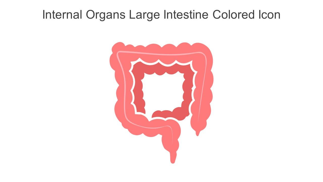 Internal Organs Large Intestine Colored Icon In Powerpoint Pptx Png And Editable Eps Format