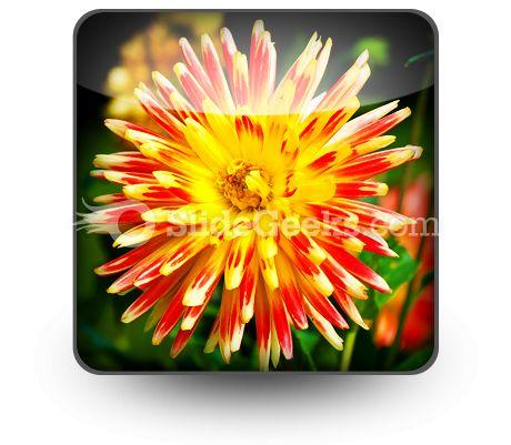 Dahlia beauty powerpoint icon s Slide01