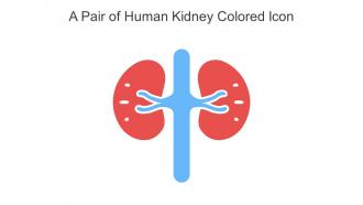 A Pair Of Human Kidney Colored Icon In Powerpoint Pptx Png And Editable Eps Format