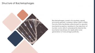 Bacteriophage Nucleotide PPT Designs ACP Appealing Aesthatic