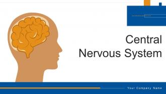 Central Nervous System Powerpoint Ppt Template Bundles