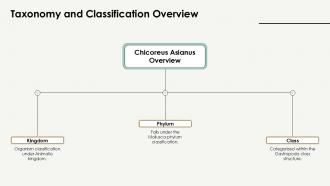 Chicoreus Asianus Fascinating Facts And Insights PPT Slides ST AI Pre-designed Impressive