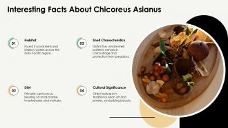 Chicoreus Asianus Fascinating Facts And Insights PPT Slides ST AI Content Ready Interactive