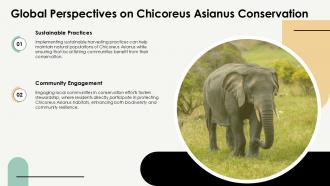 Chicoreus Asianus Fascinating Facts And Insights PPT Slides ST AI Engaging Interactive