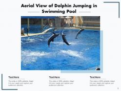 Dolphin swimming playing underwater mountains background