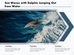 Dolphin swimming playing underwater mountains background