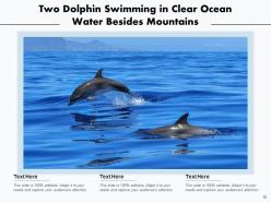 Dolphin swimming playing underwater mountains background