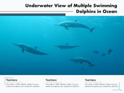 Dolphin swimming playing underwater mountains background