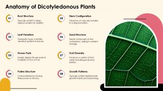 Exploring Dicotyledonous Plants Characteristics And Types PPT Sample ST AI Pre-designed Engaging