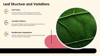 Exploring Dicotyledonous Plants Characteristics And Types PPT Sample ST AI Template Adaptable