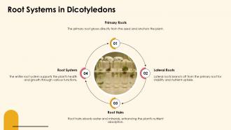 Exploring Dicotyledonous Plants Characteristics And Types PPT Sample ST AI Slides Adaptable