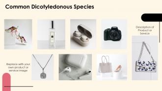 Exploring Dicotyledonous Plants Characteristics And Types PPT Sample ST AI Best Adaptable