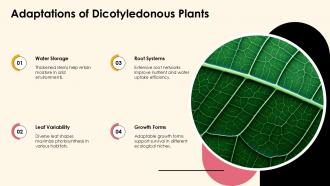 Exploring Dicotyledonous Plants Characteristics And Types PPT Sample ST AI Unique Adaptable