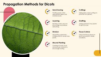 Exploring Dicotyledonous Plants Characteristics And Types PPT Sample ST AI Content Ready Adaptable