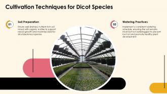 Exploring Dicotyledonous Plants Characteristics And Types PPT Sample ST AI Editable Adaptable