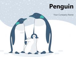 Penguin african standing beach aquatic animal emperor
