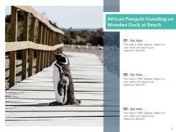 Penguin african standing beach aquatic animal emperor