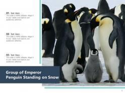 Penguin african standing beach aquatic animal emperor