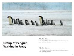 Penguin african standing beach aquatic animal emperor