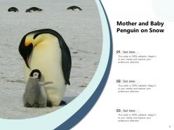 Penguin african standing beach aquatic animal emperor