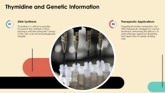Thymidine Essential Nucleotide For DNA Synthesis PPT Presentation ST AI Good Multipurpose