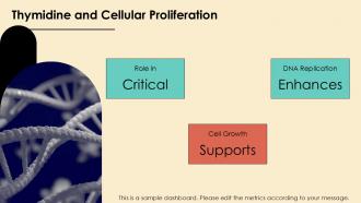 Thymidine Essential Nucleotide For DNA Synthesis PPT Presentation ST AI Researched Multipurpose