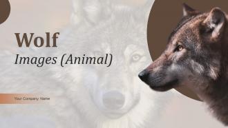 Wolf Images Animal PowerPoint PPT Template Bundles