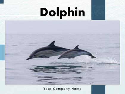 Dolphin swimming playing underwater mountains background
