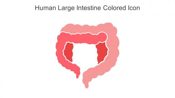 Human Large Intestine Colored Icon In Powerpoint Pptx Png And Editable Eps Format