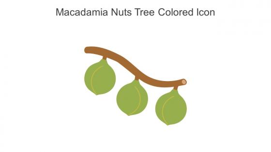 Macadamia Nuts Tree Colored Icon In Powerpoint Pptx Png And Editable Eps Format