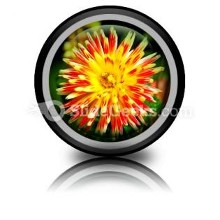 Dahlia Beauty PowerPoint Icon Cc  Presentation Themes and Graphics Slide01