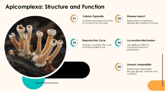 Apicomplexa Structure And Function Protozoa Classes PPT Demonstration ACP